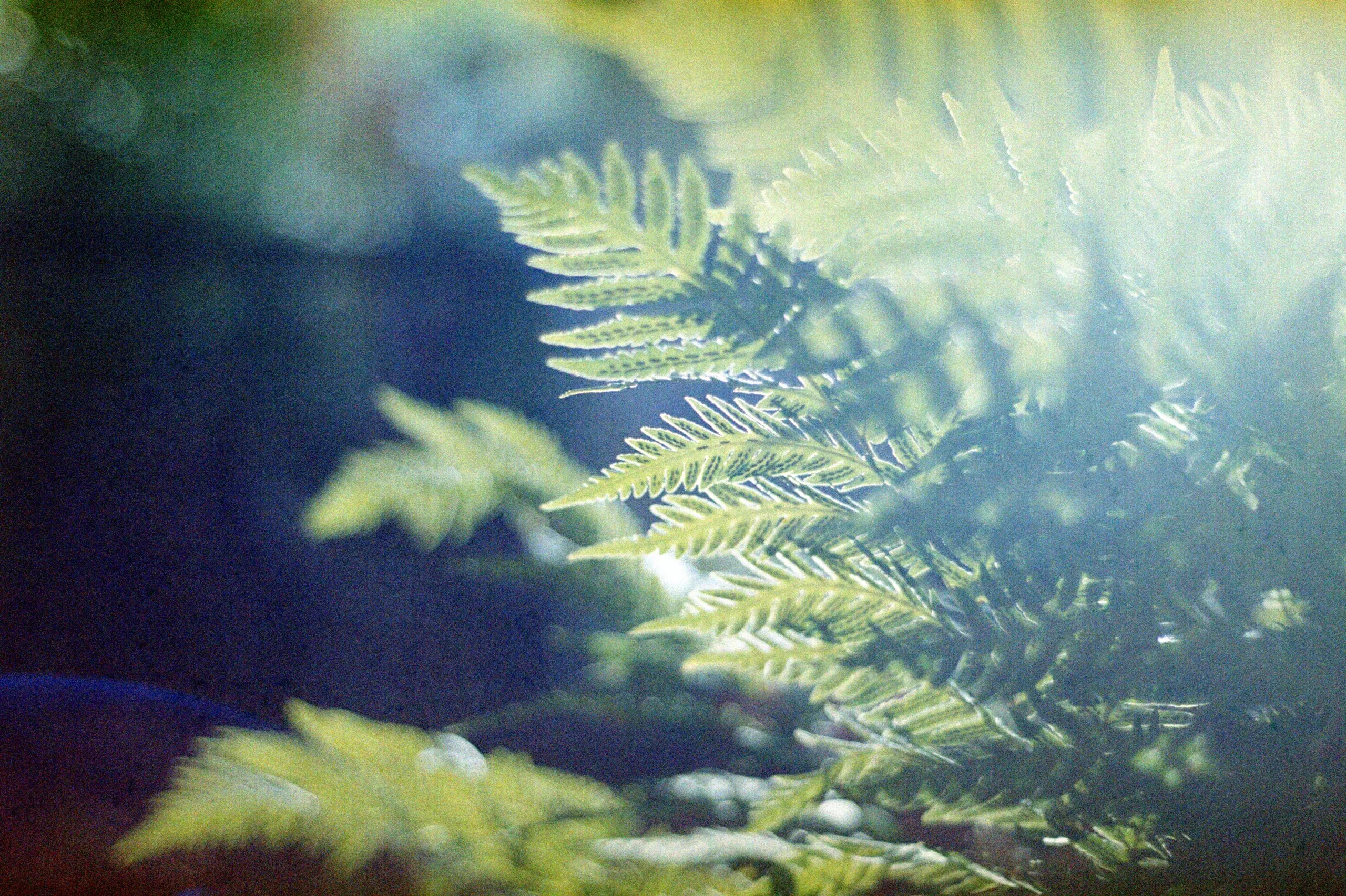 Underside of pollen  (On Film)