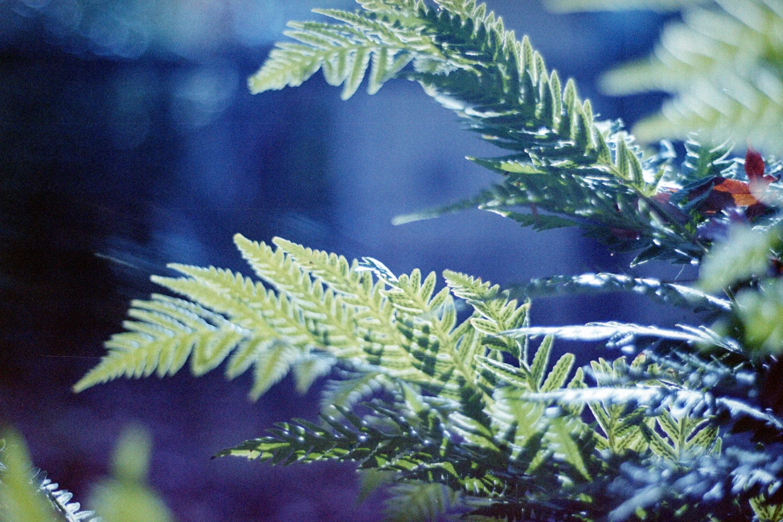 ferns  (On Film)